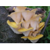 Мицелий Вешенки лимонно-желтой / золотой (Pleurotus citrinopileatus)
